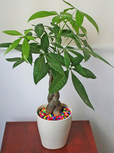Cây kim ngân để bàn